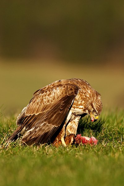 Káně lesní (Buteo buteo), Káně lesní (Buteo buteo), Common Buzzard, Autor: Ondřej Prosický | NaturePhoto.cz, Model: Canon EOS 20D, Objektiv: Canon EF 400mm f/5.6 L USM, Ohnisková vzdálenost (EQ35mm): 640 mm, fotografováno z ruky, Clona: 5.6, Doba expozice: 1/320 s, ISO: 100, Kompenzace expozice: +1/3 EV, Blesk: ne, Vytvořeno: 14. dubna 2007 18:51, WS Milovy (ČR)