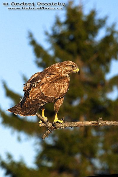 Káně lesní (Buteo buteo), Káně lesní (Buteo buteo), Common Buzzard, Autor: Ondřej Prosický | NaturePhoto.cz, Model: Canon EOS 20D, Objektiv: Canon EF 400mm f/5.6 L USM, Ohnisková vzdálenost (EQ35mm): 640 mm, fotografováno z ruky, Clona: 8, Doba expozice: 1/1600 s, ISO: 100, Kompenzace expozice: 0 EV, Blesk: ne, Vytvořeno: 14. dubna 2007 18:51, WS Milovy (ČR)