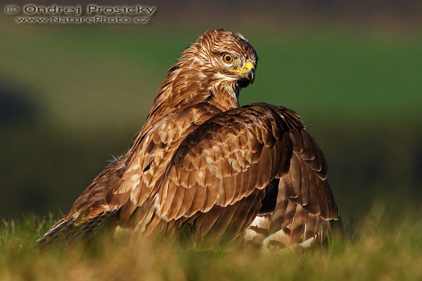 Káně lesní (Buteo buteo), Káně lesní (Buteo buteo), Common Buzzard, Autor: Ondřej Prosický | NaturePhoto.cz, Model: Canon EOS 20D, Objektiv: Canon EF 400mm f/5.6 L USM, Ohnisková vzdálenost (EQ35mm): 640 mm, fotografováno z ruky, Clona: 8, Doba expozice: 1/1600 s, ISO: 400, Kompenzace expozice: 0 EV, Blesk: ne, Vytvořeno: 14. dubna 2007 18:44, WS Milovy (ČR)