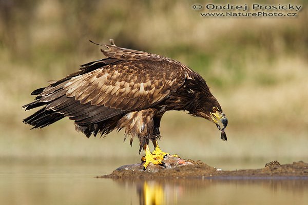 Orel mořský (Haliaeetus albicilla), Orel mořský (Haliaeetus albicilla), White-tailed Eagle, Autor: Ondřej Prosický | NaturePhoto.cz, Model: Canon EOS 20D, Objektiv: Canon EF 200mm f/2.8 L USM + TC Canon 1,4x, Ohnisková vzdálenost (EQ35mm): 448 mm, fotografováno z ruky, Clona: 4.5, Doba expozice: 1/1000 s, ISO: 100, Kompenzace expozice: +1/3 EV, Blesk: ne, Vytvořeno: 14. dubna 2007 16:39, WS Milovy (ČR)