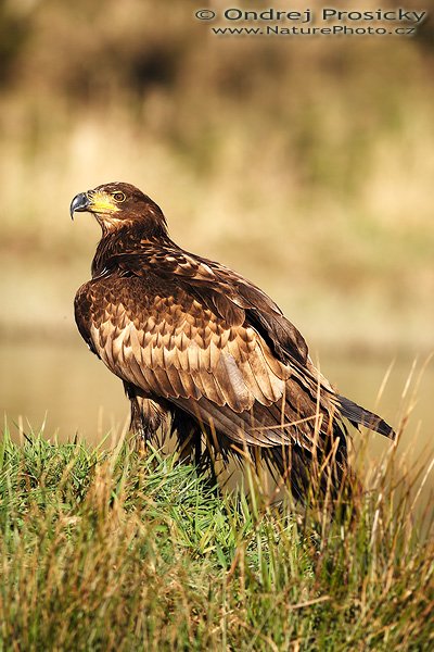 Orel mořský (Haliaeetus albicilla), Orel mořský (Haliaeetus albicilla), White-tailed Eagle, Autor: Ondřej Prosický | NaturePhoto.cz, Model: Canon EOS 20D, Objektiv: Canon EF 400mm f/5.6 L USM, Ohnisková vzdálenost (EQ35mm): 640 mm, stativ Gitzo 1227, Clona: 5.6, Doba expozice: 1/640 s, ISO: 100, Kompenzace expozice: +1/3 EV, Blesk: Ano (externí Siga EF-500 DG Super, -2 EV), Vytvořeno: 14. dubna 2007 17:02, WS Milovy (ČR)