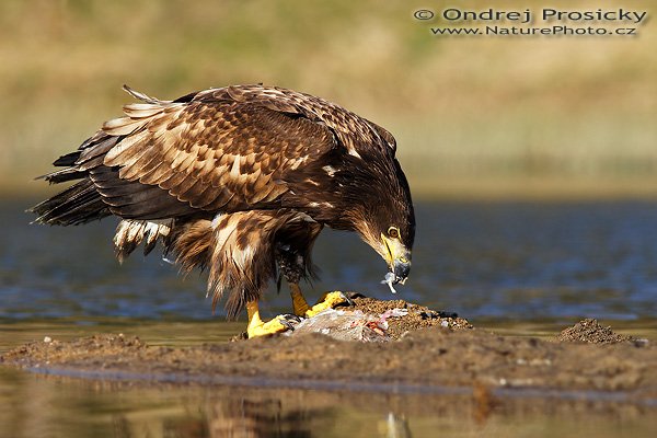 Orel mořský (Haliaeetus albicilla), Orel mořský (Haliaeetus albicilla), White-tailed Eagle, Autor: Ondřej Prosický | NaturePhoto.cz, Model: Canon EOS 20D, Objektiv: Canon EF 400mm f/5.6 L USM, Ohnisková vzdálenost (EQ35mm): 640 mm, stativ Gitzo 1227, Clona: 5.6, Doba expozice: 1/640 s, ISO: 100, Kompenzace expozice: +1/3 EV, Blesk: Ano (externí Siga EF-500 DG Super, -2 EV), Vytvořeno: 14. dubna 2007 16:44, WS Milovy (ČR)