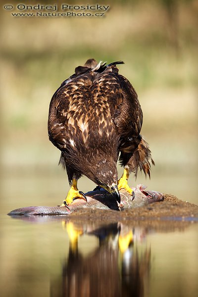 Orel mořský (Haliaeetus albicilla), Orel mořský (Haliaeetus albicilla), White-tailed Eagle, Autor: Ondřej Prosický | NaturePhoto.cz, Model: Canon EOS 20D, Objektiv: Canon EF 400mm f/5.6 L USM, Ohnisková vzdálenost (EQ35mm): 640 mm, stativ Gitzo 1227, Clona: 5.6, Doba expozice: 1/640 s, ISO: 100, Kompenzace expozice: +1/3 EV, Blesk: Ano (externí Siga EF-500 DG Super, -2 EV), Vytvořeno: 14. dubna 2007 16:35, WS Milovy (ČR)