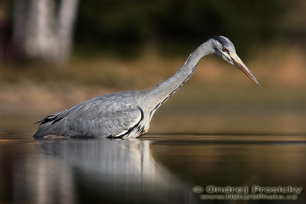 Volavka popelavá (Ardea cinerea), Fotografie: Volavka popelavá (Ardea cinerea), Grey Heron, Autor: Ondřej Prosický | NaturePhoto.cz, Model: Canon EOS 20D, Objektiv: Canon EF 400mm f/5.6 L USM, Ohnisková vzdálenost (EQ35mm): 640 mm, stativ Gitzo 1227 LVL, Clona: 5.6, Doba expozice: 1/160 s, ISO: 100, Kompenzace expozice: -1/3 EV, Blesk: ne, Vytvořeno: 14. dubna 2007 9:07, WS Milovy (ČR)