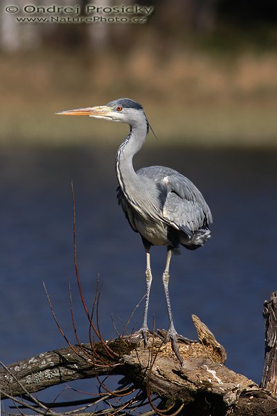 Volavka popelavá (Ardea cinerea), Fotografie: Volavka popelavá (Ardea cinerea), Grey Heron, Autor: Ondřej Prosický | NaturePhoto.cz, Model: Canon EOS 20D, Objektiv: Canon EF 400mm f/5.6 L USM, Ohnisková vzdálenost (EQ35mm): 640 mm, stativ Gitzo 1227 LVL, Clona: 6.3, Doba expozice: 1/320 s, ISO: 100, Kompenzace expozice: -1/3 EV, Blesk: ne, Vytvořeno: 14. dubna 2007 9:44, WS Milovy (ČR)