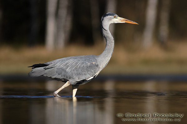 Volavka popelavá (Ardea cinerea), Fotografie: Volavka popelavá (Ardea cinerea), Grey Heron, Autor: Ondřej Prosický | NaturePhoto.cz, Model: Canon EOS 20D, Objektiv: Canon EF 400mm f/5.6 L USM, Ohnisková vzdálenost (EQ35mm): 640 mm, stativ Gitzo 1227 LVL, Clona: 6.3, Doba expozice: 1/1000 s, ISO: 100, Kompenzace expozice: -1/3 EV, Blesk: ne, Vytvořeno: 14. dubna 2007 9:27, WS Milovy (ČR)