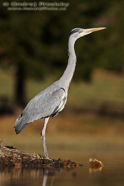 Volavka popelavá (Ardea cinerea), Fotografie: Volavka popelavá (Ardea cinerea), Grey Heron, Autor: Ondřej Prosický | NaturePhoto.cz, Model: Canon EOS 20D, Objektiv: Canon EF 400mm f/5.6 L USM, Ohnisková vzdálenost (EQ35mm): 640 mm, stativ Gitzo 1227 LVL, Clona: 5.6, Doba expozice: 1/1250 s, ISO: 100, Kompenzace expozice: -1/3 EV, Blesk: ne, Vytvořeno: 14. dubna 2007 9:06, WS Milovy (ČR)