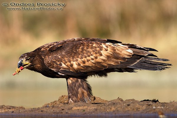 Orel mořský (Haliaeetus albicilla), Orel mořský (Haliaeetus albicilla), White-tailed Eagle, Autor: Ondřej Prosický | NaturePhoto.cz, Model: Canon EOS 20D, Objektiv: Canon EF 400mm f/5.6 L USM, Ohnisková vzdálenost (EQ35mm): 640 mm, stativ Gitzo 1227, Clona: 5.6, Doba expozice: 1/800 s, ISO: 100, Kompenzace expozice: 0 EV, Blesk: Ne, Vytvořeno: 14. dubna 2007 16:20, WS Milovy (ČR)