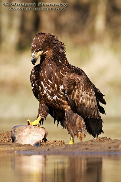 Orel mořský (Haliaeetus albicilla), Orel mořský (Haliaeetus albicilla), White-tailed Eagle, Autor: Ondřej Prosický | NaturePhoto.cz, Model: Canon EOS 20D, Objektiv: Canon EF 400mm f/5.6 L USM, Ohnisková vzdálenost (EQ35mm): 640 mm, stativ Gitzo 1227, Clona: 6.3, Doba expozice: 1/500 s, ISO: 100, Kompenzace expozice: 0 EV, Blesk: Ne, Vytvořeno: 14. dubna 2007 16:24, WS Milovy (ČR)