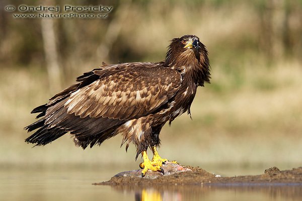 Orel mořský (Haliaeetus albicilla), Orel mořský (Haliaeetus albicilla), White-tailed Eagle, Autor: Ondřej Prosický | NaturePhoto.cz, Model: Canon EOS 20D, Objektiv: Canon EF 400mm f/5.6 L USM, Ohnisková vzdálenost (EQ35mm): 640 mm, stativ Gitzo 1227, Clona: 5.6, Doba expozice: 1/200 s, ISO: 100, Kompenzace expozice: +1/3 EV, Blesk: Ano (externí Sigma EF-500 DG Super, -2 EV), Vytvořeno: 14. dubna 2007 16:39, WS Milovy (ČR)