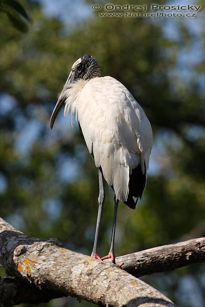 Nesyt lesní (Mycteria americana), Nesyt lesní (Mycteria americana), Wood Stork, Autor: Ondřej Prosický | NaturePhoto.cz, Model: Canon EOS-1D Mark II N, Objektiv: Canon EF 400mm f/5.6 L USM, Ohnisková vzdálenost (EQ35mm): 520.00 mm, stativ Gitzo 1227, Clona: 6.3, Doba expozice: 1/1000 s, ISO: 100, Kompenzace expozice: -2/3 EV, Blesk: ne, Vytvořeno: 13. ledna 2007 11:53, J. N. Darlinkg Widlife Refuge, Sanibel, (Florida, USA)