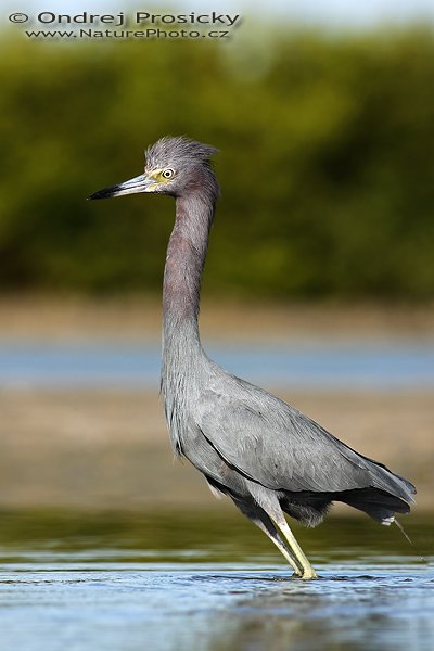 Volavka modrošedá (Egretta caerulea), Fotografie: Volavka modrošedá (Egretta caerulea), Little Blue Heron, Autor: Ondřej Prosický, Fotoparát: Canon EOS 1D Mark II N, Objektiv: Canon EF 400mm f/5.6 L USM, Ohnisková vzdálenost (EQ35mm): 520 mm, stativ Gitzo 1227, Clona: 6.3, Doba expozice: 1/800 s, ISO: 250, Režim měření expozice: se zdůrazněným středem, Kompenzace expozice: +2/3 EV, Blesk: ne, Vytvořeno: 14. ledna 2007 9:46, Little Estero Lagoon, Ft. Myers Beach (Florida, USA) 