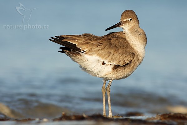 Vodouš břehoušovitý (Catoptrophorus semipalmatus), Vodouš břehoušovitý (Catoptrophorus semipalmatus), Willet,, Autor: Ondřej Prosický, Fotoparát: Canon EOS 1D Mark II N, Objektiv: Canon EF 400mm f/5.6 L USM, Ohnisková vzdálenost (EQ35mm): 520 mm, stativ Gitzo 1227, Clona: 6.3, Doba expozice: 1/800 s, ISO: 100, Režim měření expozice: se zdůrazněným středem, Kompenzace expozice: +1/3 EV, Blesk: ne, Vytvořeno: 14. ledna 2007 8:33, Little Estero Lagoon, Ft. Myers Beach (Florida, USA) 