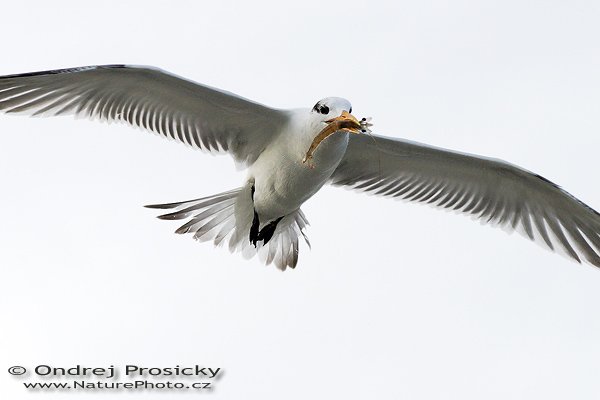 Rybák královský (Sterna maxima), Rybák královský (Sterna maxima), Royal Tern, Autor: Ondřej Prosický | NaturePhoto.cz, Model: Canon EOS-1D Mark II N, Objektiv: Canon EF 400mm f/5.6 L USM, Ohnisková vzdálenost (EQ35mm): 520.00 mm, fotografováno z ruky, Clona: 6.3, Doba expozice: 1/200 s, ISO: 400, Kompenzace expozice: +1 EV, Blesk: ne, Vytvořeno: 12. ledna 2007 15:48, ostrov sanibel (Florida, USA)