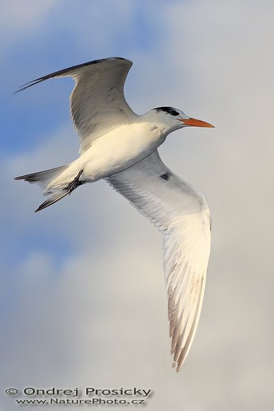 Rybák královský (Sterna maxima), Rybák královský (Sterna maxima), Royal Tern, Autor: Ondřej Prosický | NaturePhoto.cz, Model: Canon EOS-1D Mark II N, Objektiv: Canon EF 400mm f/5.6 L USM, Ohnisková vzdálenost (EQ35mm): 520.00 mm, fotografováno z ruky, Clona: 6.3, Doba expozice: 1/800 s, ISO: 250, Kompenzace expozice: 0 EV, Blesk: Ano (externí Sigma EF-500 DG Super, BB, -2 EV), Vytvořeno: 13. ledna 2007 16:53, ostrov sanibel (Florida, USA)