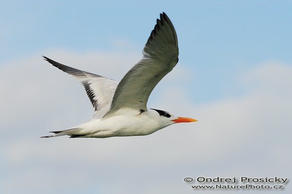 Rybák královský (Sterna maxima), Rybák královský (Sterna maxima), Royal Tern, Autor: Ondřej Prosický | NaturePhoto.cz, Model: Canon EOS-1D Mark II N, Objektiv: Canon EF 400mm f/5.6 L USM, Ohnisková vzdálenost (EQ35mm): 520.00 mm, fotografováno z ruky, Clona: 6.3, Doba expozice: 1/800 s, ISO: 100, Kompenzace expozice: +2/3 EV, Blesk: ne, Vytvořeno: 12. ledna 2007 14:29, ostrov Sanibel (Florida, USA)