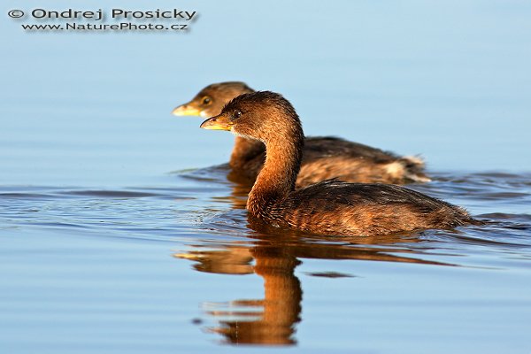 Potápka americká (Podilymbus podiceps), Potápka americká (Podilymbus podiceps) Pied-billed Grebe, Autor: Ondřej Prosický | NaturePhoto.cz, Model: Canon EOS-1D Mark II N, Objektiv: Canon EF 400mm f/5.6 L USM, Ohnisková vzdálenost (EQ35mm): 520.00 mm, fotografováno z ruky, Clona: 11, Doba expozice: 1/400 s, ISO: 200, Kompenzace expozice: +1/3 EV, Blesk: ne, Vytvořeno: 13. ledna 2007 14:29, Everglades (Florida, USA)