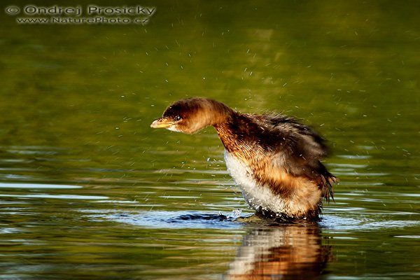 Potápka americká (Podilymbus podiceps), Potápka americká (Podilymbus podiceps) Pied-billed Grebe, Autor: Ondřej Prosický | NaturePhoto.cz, Model: Canon EOS-1D Mark II N, Objektiv: Canon EF 400mm f/5.6 L USM, Ohnisková vzdálenost (EQ35mm): 520.00 mm, fotografováno z ruky, Clona: 11, Doba expozice: 1/250 s, ISO: 200, Kompenzace expozice: +1/3 EV, Blesk: ne, Vytvořeno: 13. ledna 2007 9:25, Everglades (Florida, USA)