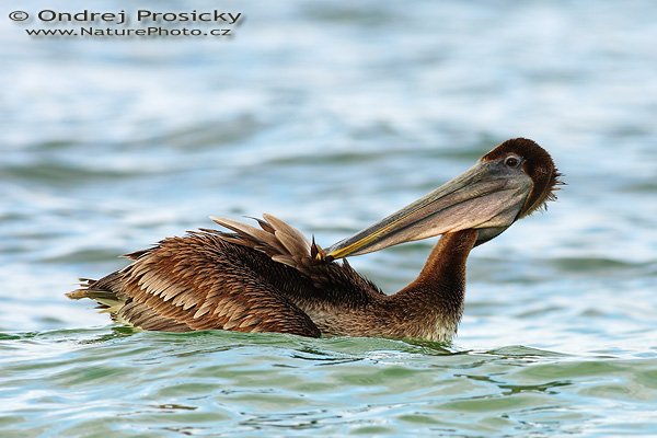 Pelikán hnědý (Pelecanus occidentalis), Pelikán hnědý (Pelecanus occidentalis), Brown Pelican, Autor: Ondřej Prosický | NaturePhoto.cz, Model: Canon EOS-1D Mark II N, Objektiv: Canon EF 400mm f/5.6 L USM, Ohnisková vzdálenost (EQ35mm): 520.00 mm, fotografováno z ruky, Clona: 7.1, Doba expozice: 1/320 s, ISO: 250, Kompenzace expozice: +1 EV, Blesk: ne, Vytvořeno: 13. ledna 2007 16:27, Fishing Pier, ostrov Sanibel, (Florida, USA)