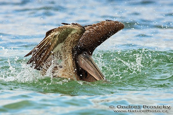 Pelikán hnědý (Pelecanus occidentalis), Pelikán hnědý (Pelecanus occidentalis), Brown Pelican, Autor: Ondřej Prosický | NaturePhoto.cz, Model: Canon EOS-1D Mark II N, Objektiv: Canon EF 400mm f/5.6 L USM, Ohnisková vzdálenost (EQ35mm): 520.00 mm, fotografováno z ruky, Clona: 7.1, Doba expozice: 1/400 s, ISO: 400, Kompenzace expozice: +1 EV, Blesk: ne, Vytvořeno: 13. ledna 2007 16:28, Fishing Pier, ostrov Sanibel, (Florida, USA)