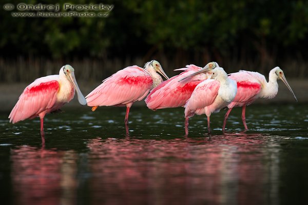 Kolpík růžový (Platalea ajaja), Kolpík růžový (Platalea ajaja), Roseate Spoonbill, Autor: Ondřej Prosický | NaturePhoto.cz, Aparát: Canon EOS-1D Mark II N, Objektiv: Canon EF 400mm f/5.6 L USM, Ohnisková vzdálenost (EQ35mm): 520.00 mm, stativ Gitzo 1227, Clona: 6.3, Doba expozice: 1/160 s, ISO: 125, Kompenzace expozice: -2/3 EV, Blesk: ne, Vytvořeno: 14. ledna 2007 7:57, Little Estero Lagoon, Ft. Myers Beach, (Florida, USA)