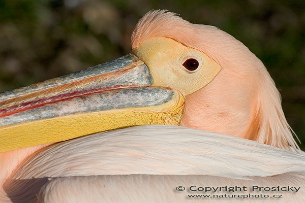 Pelikán bílý (Pelecanus onocrotalus), Pelikán bílý (Pelecanus onocrotalus), Autor: Ondřej Prosický, Model aparátu: Canon EOS 300D DIGITAL, Objektiv: Canon EF 400mm f/5,6 L USM, monopod Manfrotto 681 + 234RC, Ohnisková vzdálenost: 400.00 mm (nepřepočítaná), Clona: 5.60, Doba expozice: 1/2000 s, ISO: 100, Vyvážení expozice: -0.38, Blesk: Ne, Vytvořeno: 8. ledna 2005 13:19:32, ZOO Praha - Troja (ČR) 
