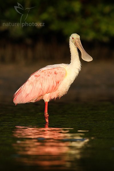 Kolpík růžový (Platalea ajaja), Kolpík růžový (Platalea ajaja), Roseate Spoonbill, Autor: Ondřej Prosický | NaturePhoto.cz, Aparát: Canon EOS-1D Mark II N, Objektiv: Canon EF 400mm f/5.6 L USM, Ohnisková vzdálenost (EQ35mm): 520.00 mm, stativ Gitzo 1227, Clona: 7.13, Doba expozice: 1/800 s, ISO: 2005, Kompenzace expozice: -2/3 EV, Blesk: ne, Vytvořeno: 14. ledna 2007 7:59, Little Estero Lagoon, Ft. Myers Beach, (Florida, USA)