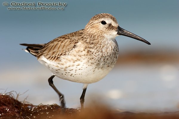 Jespák nejmenší (Calidris minuti), Jespák nejmenší (Calidris minuti), Least Sandpiper, Autor: Ondřej Prosický, Fotoparát: Canon EOS 1D Mark II N, Objektiv: Canon EF 400mm f/5.6 L USM, Ohnisková vzdálenost (EQ35mm): 520 mm, objektiv opřen o šutr, Clona: 7.1, Doba expozice: 1/250 s, ISO: 100, Režim měření expozice: se zdůrazněným středem, Kompenzace expozice: 0 EV, Blesk: ano (externí Sigma EF-500 DG Super, Better Beamer , - 2 EV), Vytvořeno: 14. ledna 2007 11:33, Little Estero Lagoon, Ft. Myers Beach (Florida, USA)