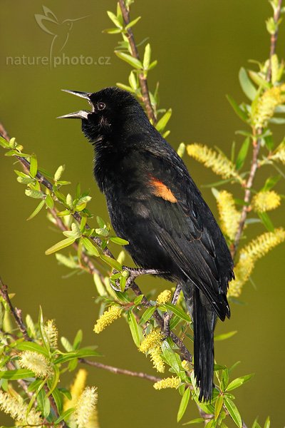 Vlhovec jihoamerický (Sturnella militari), Vlhovec jihoamerický (Sturnella militari), Red-winged Blackbird, Autor: Ondřej Prosický, Fotoparát: Canon EOS 1D Mark II N, Objektiv: Canon EF 400mm f/5.6 L USM + TC Canon 2x, Ohnisková vzdálenost (EQ35mm): 1280 mm, stativ Gitzo 1227, Clona: 13, Doba expozice: 1/800 s, ISO: 400, Režim měření expozice: se zdůrazněným středem, Kompenzace expozice: -2/3 EV, Blesk: Ano (externí Sigma EF-500 DG Super, Better Beamer, - 1 EV), Vytvořeno: 15. ledna 2007 8:33, Venice, Florida (USA)