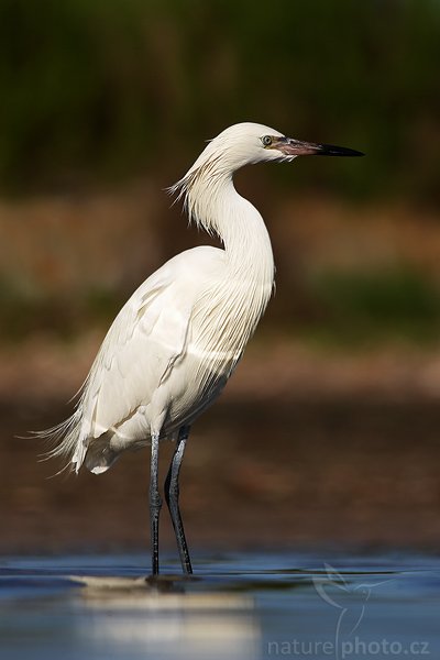 Volavka červenavá (Egretta rufescens), Volavka červenavá (Egretta rufescens), Reddish Egret, Autor: Ondřej Prosický, Fotoparát: Canon EOS 1D Mark II N, Objektiv: Canon EF 400mm f/5.6 L USM, Ohnisková vzdálenost (EQ35mm): 520 mm, stativ Gitzo 1227, Clona: 6.3, Doba expozice: 1/1250 s, ISO: 100, Režim měření expozice: se zdůrazněným středem, Kompenzace expozice: +1/3 EV, Blesk: ne, Vytvořeno: 14. ledna 2007 9:46, Fort De Soto, Florida (USA)