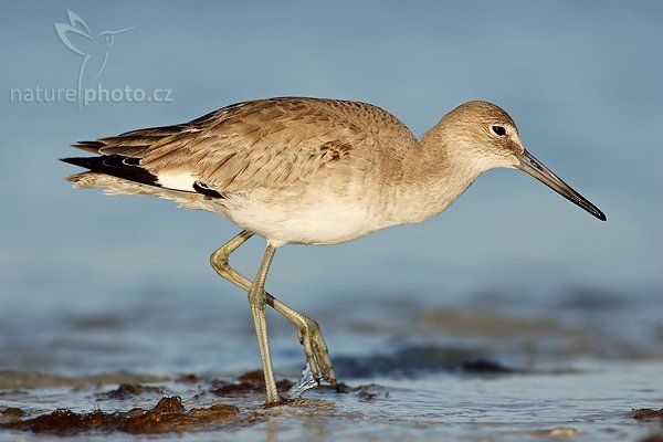 Vodouš břehoušovitý (Catoptrophorus semipalmatus), Vodouš břehoušovitý (Catoptrophorus semipalmatus), Willet, Autor: Ondřej Prosický, Fotoparát: Canon EOS 1D Mark II N, Objektiv: Canon EF 400mm f/5.6 L USM, Ohnisková vzdálenost (EQ35mm): 520 mm, stativ Gitzo 1227, Clona: 6.3, Doba expozice: 1/800 s, ISO: 100, Režim měření expozice: se zdůrazněným středem, Kompenzace expozice: +1/3 EV, Blesk: ne, Vytvořeno: 14. ledna 2007 8:31, Little Estero Lagoon, Ft. Myers Beach (Florida, USA)