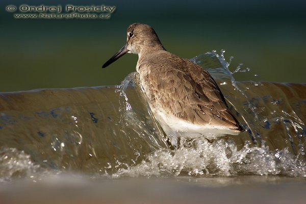 Vodouš břehoušovitý (Catoptrophorus semipalmatus), Vodouš břehoušovitý (Catoptrophorus semipalmatus), Willet, Autor: Ondřej Prosický, Fotoparát: Canon EOS 1D Mark II N, Objektiv: Canon EF 400mm f/5.6 L USM + PL filtr Hoya, Ohnisková vzdálenost (EQ35mm): 520 mm, objektiv opřen o šutr, Clona: 6.3, Doba expozice: 1/640 s, ISO: 100, Režim měření expozice: se zdůrazněným středem, Kompenzace expozice: 0 EV, Blesk: ano (externí Sigma EF-500 DG super, -2 EV, HSS, Better Beamer), Vytvořeno: 14. ledna 2007 11:39, pobřeží oceánu, Ft. Myers Beach, Florida (USA)