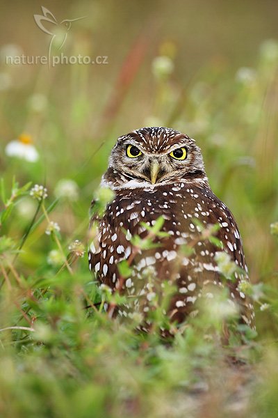 Sýček králičí (Athene cunicularia), Sýček králičí (Athene cunicularia), Burrowing Owl, Autor: Ondřej Prosický, Fotoparát: Canon EOS 1D Mark II N, Objektiv: Canon EF 400mm f/5.6 L USM, Ohnisková vzdálenost (EQ35mm): 520 mm, stativ Gitzo 1227, Clona: 5.6, Doba expozice: 1/200 s, ISO: 250, Režim měření expozice: se zdůrazněným středem, Kompenzace expozice: 0 EV, Blesk: ano (externí Sigma EF-500 DG Super, Better Beamer, -1 EV, Vytvořeno: 14. ledna 2007 16:56, Cape Coral, Florida (USA)