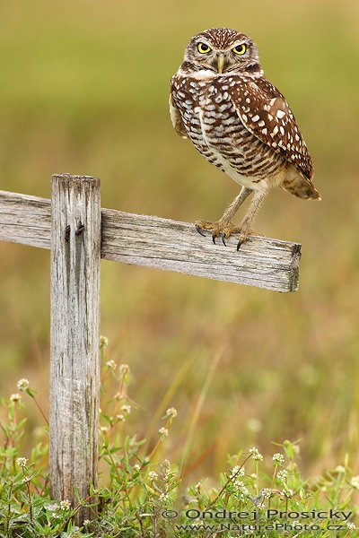 Sýček králičí (Athene cunicularia), Sýček králičí (Athene cunicularia), Burrowing Owl, Autor: Ondřej Prosický, Fotoparát: Canon EOS 1D Mark II N, Objektiv: Canon EF 400mm f/5.6 L USM, Ohnisková vzdálenost (EQ35mm): 520 mm, stativ Gitzo 1227, Clona: 7.1, Doba expozice: 1/200 s, ISO: 250, Režim měření expozice: se zdůrazněným středem, Kompenzace expozice: -1/3 EV, Blesk: ano (externí Sigma EF-500 DG Super, Better Beamer, -1 EV, Vytvořeno: 14. ledna 2007 16:25, Cape Coral, Florida (USA)