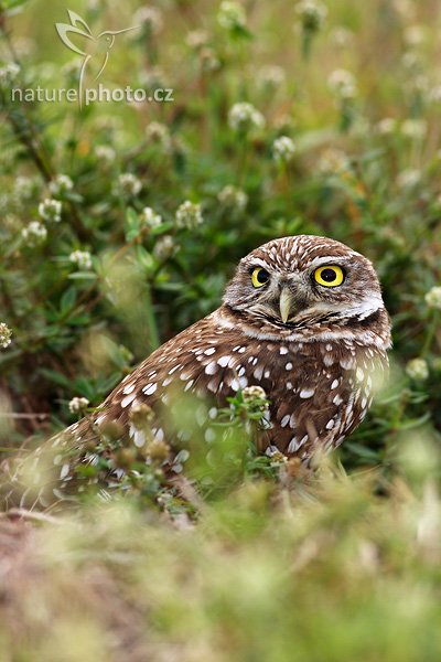 Sýček králičí (Athene cunicularia), Sýček králičí (Athene cunicularia), Burrowing Owl, Autor: Ondřej Prosický, Fotoparát: Canon EOS 1D Mark II N, Objektiv: Canon EF 400mm f/5.6 L USM, Ohnisková vzdálenost (EQ35mm): 520 mm, stativ Gitzo 1227, Clona: 7.1, Doba expozice: 1/160 s, ISO: 250, Režim měření expozice: se zdůrazněným středem, Kompenzace expozice: -1/3 EV, Blesk: ano (externí Sigma EF-500 DG Super, Better Beamer, -1 EV, Vytvořeno: 14. ledna 2007 16:46, Cape Coral, Florida (USA)