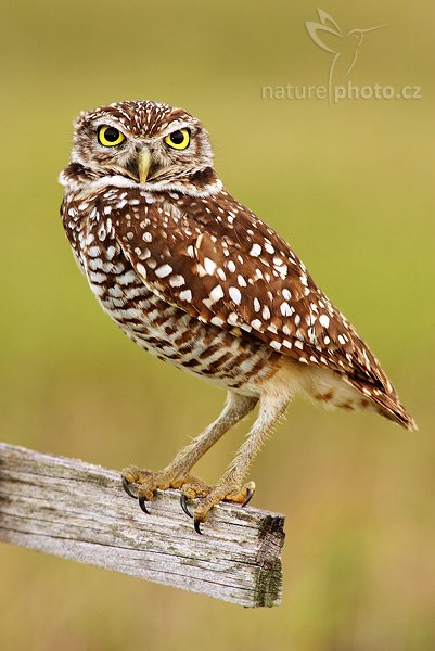 Sýček králičí (Athene cunicularia), Sýček králičí (Athene cunicularia), Burrowing Owl, Autor: Ondřej Prosický, Fotoparát: Canon EOS 1D Mark II N, Objektiv: Canon EF 400mm f/5.6 L USM, Ohnisková vzdálenost (EQ35mm): 520 mm, stativ Gitzo 1227, Clona: 6.3, Doba expozice: 1/100 s, ISO: 320, Režim měření expozice: se zdůrazněným středem, Kompenzace expozice: +1/3 EV, Blesk: ano (externí Sigma EF-500 DG Super, Better Beamer, -1 EV, Vytvořeno: 14. ledna 2007 16:13, Cape Coral, Florida (USA)