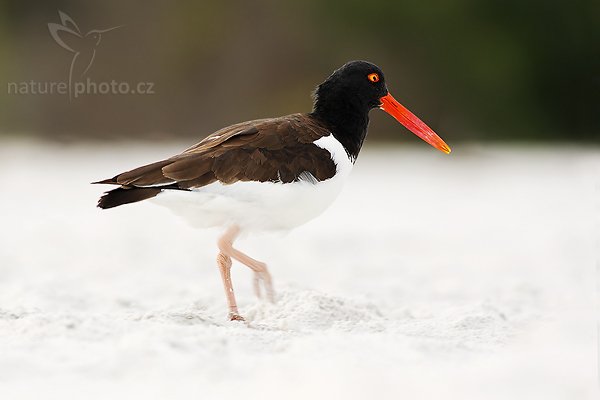 Ústřičník americký (Haematopus palliatus), Ústřičník americký (Haematopus palliatus), American Oystercatcher, Autor: Ondřej Prosický | NaturePhoto.cz, Model: Canon EOS-1D Mark II N, Objektiv: Canon EF 400mm f/5.6 L USM, Ohnisková vzdálenost (EQ35mm): 520.00 mm, fotografováno z ruky, Clona: 6.3, Doba expozice: 1/250 s, ISO: 125, Kompenzace expozice: 0 EV, Blesk: ano (externí Sigma EF-500 DG Super, Better Beamer, - 2EV), Vytvořeno: 11. ledna 2007 15:02, Fort Myers Beach, Florida (USA)