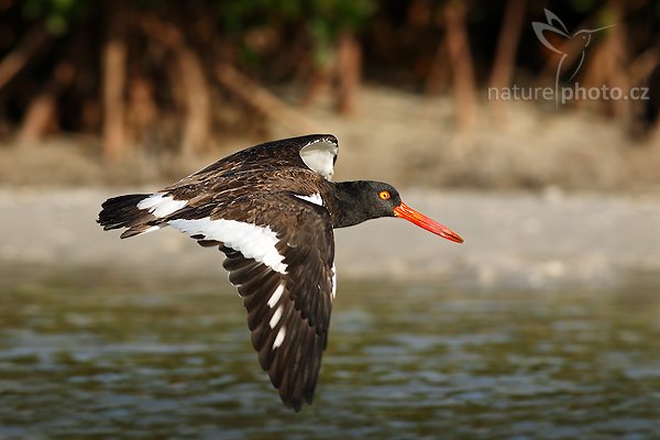 Ústřičník americký (Haematopus palliatus), Ústřičník americký (Haematopus palliatus), American Oystercatcher, Autor: Ondřej Prosický | NaturePhoto.cz, Model: Canon EOS-1D Mark II N, Objektiv: Canon EF 400mm f/5.6 L USM, Ohnisková vzdálenost (EQ35mm): 520.00 mm, fotografováno z ruky, Clona: 6.3, Doba expozice: 1/1000 s, ISO: 125, Kompenzace expozice: -1/3 EV, Blesk: ne, Vytvořeno: 14. ledna 2007 9:21, Fort Myers Beach, Florida (USA)