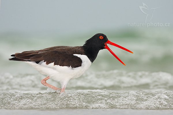 Ústřičník americký (Haematopus palliatus), Ústřičník americký (Haematopus palliatus), American Oystercatcher, Autor: Ondřej Prosický | NaturePhoto.cz, Model: Canon EOS-1D Mark II N, Objektiv: Canon EF 400mm f/5.6 L USM, Ohnisková vzdálenost (EQ35mm): 520.00 mm, fotografováno z ruky, Clona: 6.3, Doba expozice: 1/640 s, ISO: 400, Kompenzace expozice: 0 EV, Blesk: ano (externí Sigma EF-500 DG Super. Better Beamer, - 2 EV), Vytvořeno: 18. ledna 2007 16:49, Fort De Soto, Florida (USA)