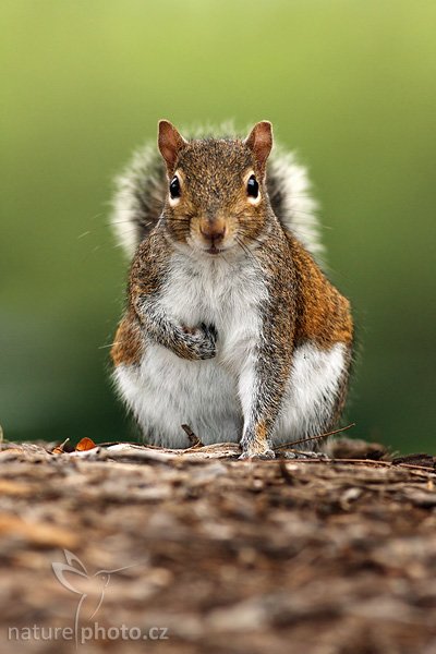 Veverka popelavá (Sciurus carolinensis), Veverka popelavá (Sciurus carolinensis), Gray Squirrel, Autor: Ondřej Prosický | NaturePhoto.cz, Model: Canon EOS-1D Mark II N, Objektiv: Canon EF 400mm f/5.6 L USM, Ohnisková vzdálenost (EQ35mm): 520.00 mm, fotografováno z ruky, Clona: 5.6, Doba expozice: 1/250 s, ISO: 500, Kompenzace expozice: 0 EV, Blesk: ano (externí Sigma EF-500 DG Super, -1 EV), Vytvořeno: 18. ledna 2007 9:25, Fort De Soto, Florida (USA)