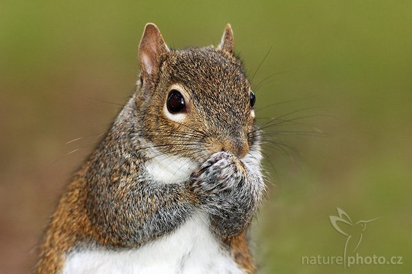 Veverka popelavá (Sciurus carolinensis), Veverka popelavá (Sciurus carolinensis), Gray Squirrel, Autor: Ondřej Prosický | NaturePhoto.cz, Model: Canon EOS-1D Mark II N, Objektiv: Canon EF 400mm f/5.6 L USM, Ohnisková vzdálenost (EQ35mm): 520.00 mm, fotografováno z ruky, Clona: 6.3, Doba expozice: 1/200 s, ISO: 400, Kompenzace expozice: 0 EV, Blesk: ano (externí Sigma EF-500 DG Super, -1 EV), Vytvořeno: 18. ledna 2007 9:20, Fort De Soto, Florida (USA)