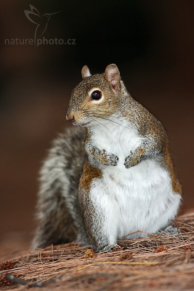 Veverka popelavá (Sciurus carolinensis), Veverka popelavá (Sciurus carolinensis), Gray Squirrel, Autor: Ondřej Prosický | NaturePhoto.cz, Model: Canon EOS-1D Mark II N, Objektiv: Canon EF 400mm f/5.6 L USM, Ohnisková vzdálenost (EQ35mm): 520.00 mm, fotografováno z ruky, Clona: 5.6, Doba expozice: 1/250 s, ISO: 500, Kompenzace expozice: 0 EV, Blesk: ano (externí Sigma EF-500 DG Super, -1 EV), Vytvořeno: 18. ledna 2007 9:36, Fort De Soto, Florida (USA)