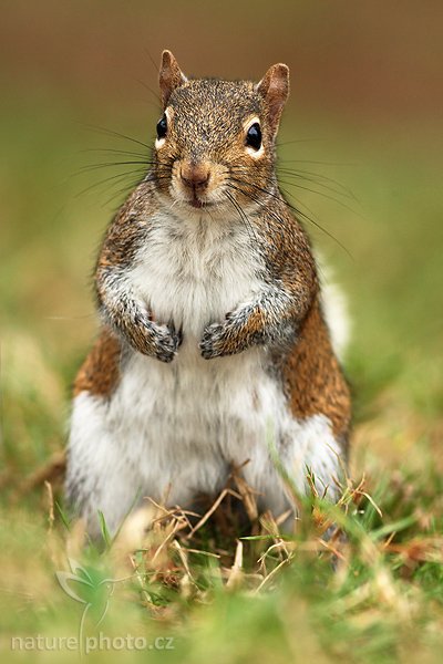 Veverka popelavá (Sciurus carolinensis), Veverka popelavá (Sciurus carolinensis), Gray Squirrel, Autor: Ondřej Prosický | NaturePhoto.cz, Model: Canon EOS-1D Mark II N, Objektiv: Canon EF 400mm f/5.6 L USM, Ohnisková vzdálenost (EQ35mm): 520.00 mm, fotografováno z ruky, Clona: 5.6, Doba expozice: 1/250 s, ISO: 500, Kompenzace expozice: 0 EV, Blesk: ano (externí Sigma EF-500 DG Super, -1 EV), Vytvořeno: 18. ledna 2007 9:25, Fort De Soto, Florida (USA)