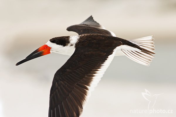 Zoboun americký (Rynchops niger), Zoboun americký (Rynchops niger), Black Skimmer, Autor: Ondřej Prosický | NaturePhoto.cz, Model: Canon EOS-1D Mark II N, Objektiv: Canon EF 400mm f/5.6 L USM, Ohnisková vzdálenost (EQ35mm): 520.00 mm, fotografováno z ruky, Clona: 7.1, Doba expozice: 1/1250 s, ISO: 400, Kompenzace expozice: 0 EV, Blesk: ne, Vytvořeno: 18. ledna 2007 11:38, Fort De Soto, Florida (USA)