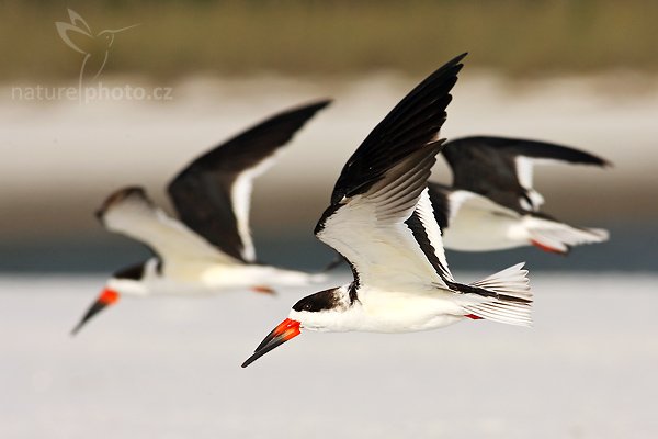 Zoboun americký (Rynchops niger), Zoboun americký (Rynchops niger), Black Skimmer, Autor: Ondřej Prosický | NaturePhoto.cz, Model: Canon EOS-1D Mark II N, Objektiv: Canon EF 400mm f/5.6 L USM, Ohnisková vzdálenost (EQ35mm): 520.00 mm, fotografováno z ruky, Clona: 8.0, Doba expozice: 1/2000 s, ISO: 250, Kompenzace expozice: 0 EV, Blesk: ano (externí Sigma EF-500 DG Super, -1 EV), Vytvořeno: 18. ledna 2007 15:38, Fort De Soto, Florida (USA)