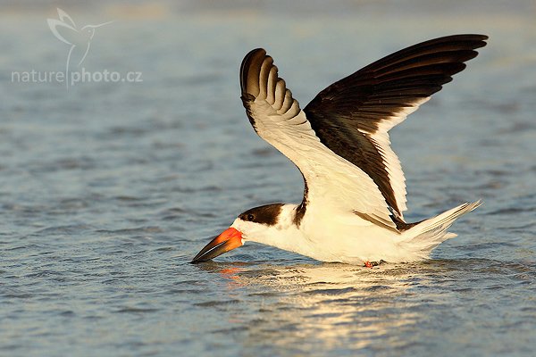 Zoboun americký (Rynchops niger), Zoboun americký (Rynchops niger), Black Skimmer, Autor: Ondřej Prosický | NaturePhoto.cz, Model: Canon EOS-1D Mark II N, Objektiv: Canon EF 400mm f/5.6 L USM, Ohnisková vzdálenost (EQ35mm): 520.00 mm, fotografováno z ruky, Clona: 8.0, Doba expozice: 1/2000 s, ISO: 400, Kompenzace expozice: 0 EV, Blesk: ano (externí Sigma EF-500 DG Super, -1 EV), Vytvořeno: 19. ledna 2007 17:10, Fort De Soto, Florida (USA)