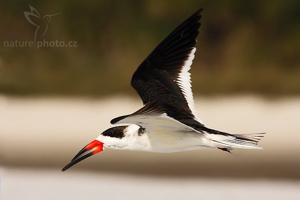 Zoboun americký (Rynchops niger), Zoboun americký (Rynchops niger), Black Skimmer, Autor: Ondřej Prosický | NaturePhoto.cz, Model: Canon EOS-1D Mark II N, Objektiv: Canon EF 400mm f/5.6 L USM, Ohnisková vzdálenost (EQ35mm): 520.00 mm, fotografováno z ruky, Clona: 8.0, Doba expozice: 1/2000 s, ISO: 250, Kompenzace expozice: 0 EV, Blesk: ano (externí Sigma EF-500 DG Super, -1 EV), Vytvořeno: 18. ledna 2007 15:40, Fort De Soto, Florida (USA)