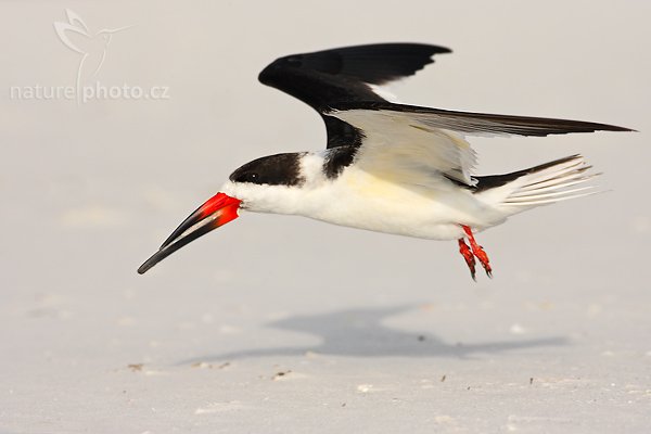 Zoboun americký (Rynchops niger), Zoboun americký (Rynchops niger), Black Skimmer, Autor: Ondřej Prosický | NaturePhoto.cz, Model: Canon EOS-1D Mark II N, Objektiv: Canon EF 400mm f/5.6 L USM, Ohnisková vzdálenost (EQ35mm): 520.00 mm, fotografováno z ruky, Clona: 7.1, Doba expozice: 1/1600 s, ISO: 200, Kompenzace expozice: 0 EV, Blesk: ano (externí Sigma EF-500 DG Super, -1 EV), Vytvořeno: 18. ledna 2007 16:25, Fort De Soto, Florida (USA)