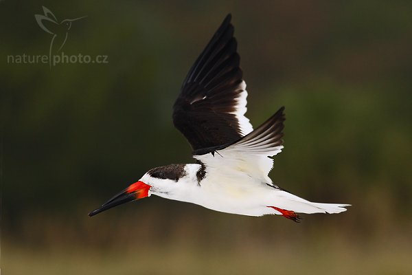 Zoboun americký (Rynchops niger), Zoboun americký (Rynchops niger), Black Skimmer, Autor: Ondřej Prosický | NaturePhoto.cz, Model: Canon EOS-1D Mark II N, Objektiv: Canon EF 400mm f/5.6 L USM, Ohnisková vzdálenost (EQ35mm): 520.00 mm, fotografováno z ruky, Clona: 7.1, Doba expozice: 1/1600 s, ISO: 400, Kompenzace expozice: 0 EV, Blesk: ano (externí Sigma EF-500 DG Super, -1 EV), Vytvořeno: 18. ledna 2007 15:58, Fort De Soto, Florida (USA)