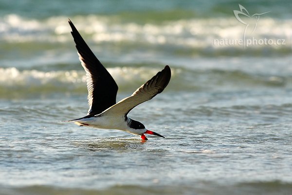 Zoboun americký (Rynchops niger), Zoboun americký (Rynchops niger), Black Skimmer, Autor: Ondřej Prosický | NaturePhoto.cz, Model: Canon EOS-1D Mark II N, Objektiv: Canon EF 400mm f/5.6 L USM, Ohnisková vzdálenost (EQ35mm): 520.00 mm, fotografováno z ruky, Clona: 7.1, Doba expozice: 1/2000 s, ISO: 250, Kompenzace expozice: 0 EV, Blesk: ano (externí Sigma EF-500 DG Super, -1 EV), Vytvořeno: 19. ledna 2007 16:55, Fort De Soto, Florida (USA)

Pozn.: Výřez obrazu.